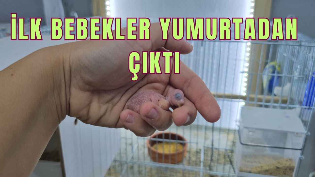 YENİ SEZONUN İLK YAVRULARI ÇIKTI🪺🤩