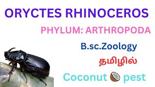 Oryctes Rhinoceros in tamil / oryctes rhinoceros 1st bsc zoology in tamil/phylum arthropoda oryctes