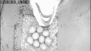 Hooded Merganser Nest Box Part 2, Raccoon Attack