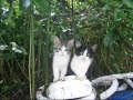 ビックリ、裏山から野良の子猫ちゃんがやって来た～（２）A stray kitten came from the mountain(2)【いなか猫１７７０】japanese funny cat