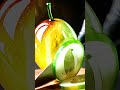 ASMR Cutting Exotic Crystal Mango 🧡 Pure Satisfaction