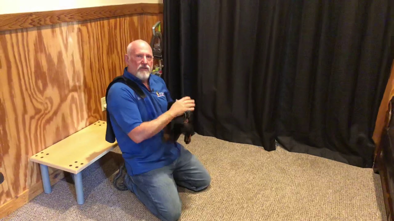 video phone beyonce mp3 Super Cute 10 Wk Doberman Puppy 