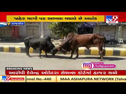 Rajkot: Stray cattle menace in Dhoraji | TV9News