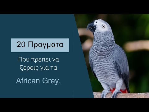 Βίντεο: Μεταφέρουν ασθένειες οι παπαγάλοι;