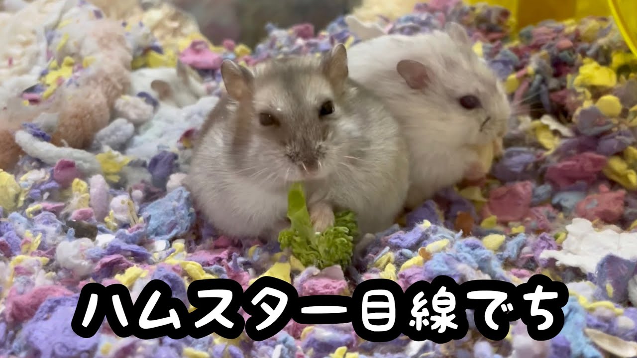 ハムスターちゃんねるの妄想 - YouTube