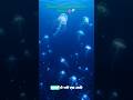 80% of the Ocean Is Still a Mystery