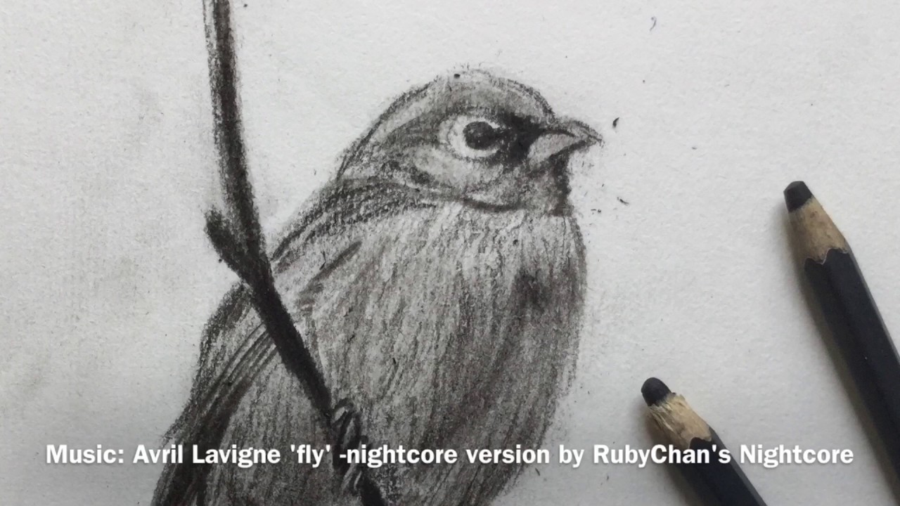 Charcoal bird (realism) YouTube