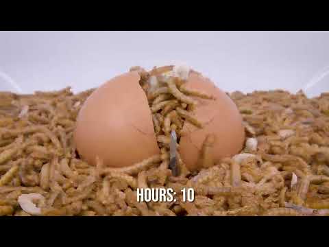 I gave them an egg