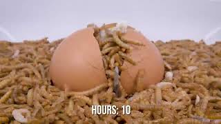 I gave them an egg