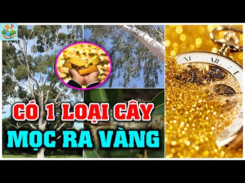 Video: Nguồn gốc của cây bạch đàn là gì?