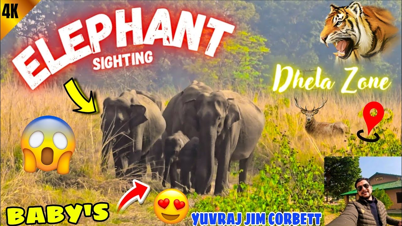 Elephant Herd With Baby's 🤩 Head-on Walk Dhela Zone Safari (Night Stay) 