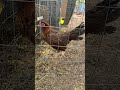 #gallinas #gallosfinos #gallinablanca