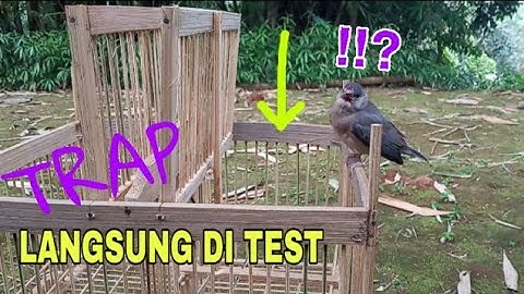 Membuat pikat burung pake kandang perangkap TRAP BIRD dua pintu jebakan (untuk ciblek, pleci dll)