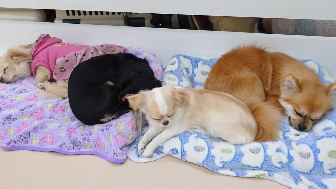 みんなで一緒にお昼寝します･･･　🐶ひみつきちなう！②🐶  2026年3月3日