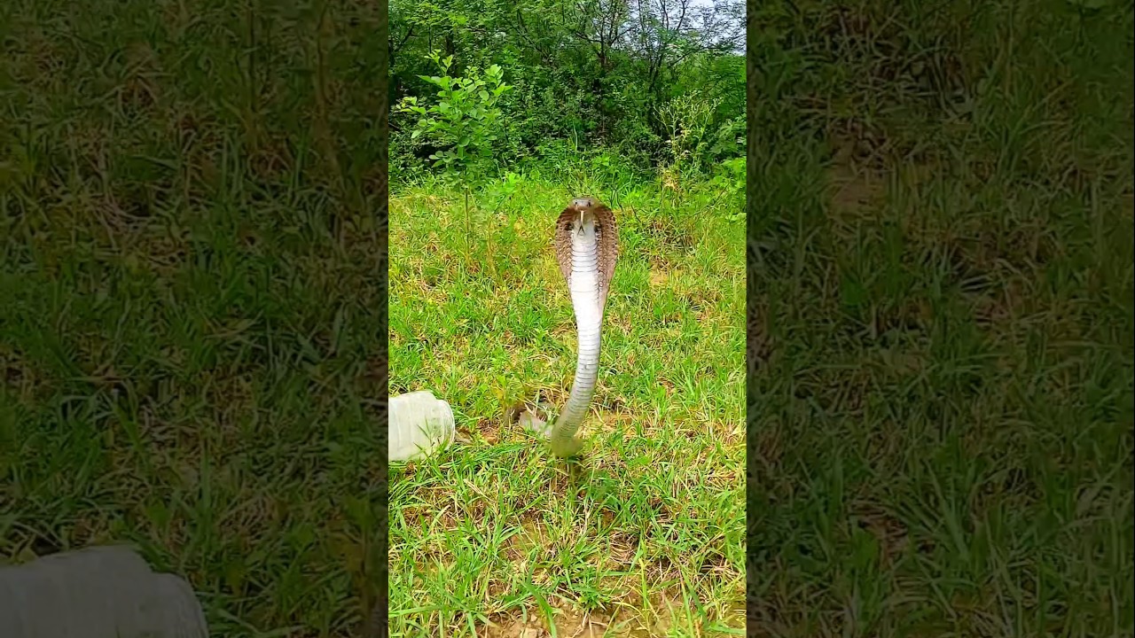 Cobra Release ! kariyanaag ! indianSpectaclecobra 