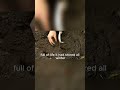 The Seed That Slept in Winter #lifelessons #motivation #innerresilience #motivationalshorts #fact