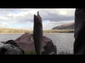 Ultralight Backpacking Into Remote Lakes For The Best Brook Trout Fishing!