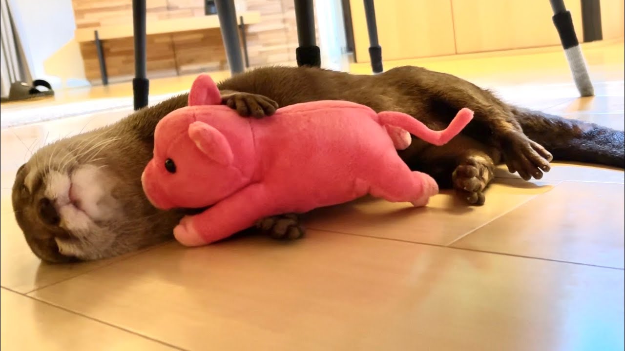 カワウソさくら ぬいぐるみ抱っこしながら寝てしまったカワウソ Otter Who Fell Asleep While Holding A Stuffed Animal Youtube