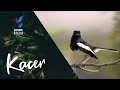 Suara Pancingan Burung Kacer Ngekek Durasi Panjang Masteran Kacer Mp3 - Mp4 Download