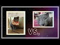 딸과 아들의 차이?? 🤣 #러시안블루고양이, #russianbluecatvlog, #웃긴고양이