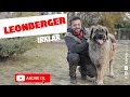 Köpek Irkları - Leonberger の動画、YouTube動画。