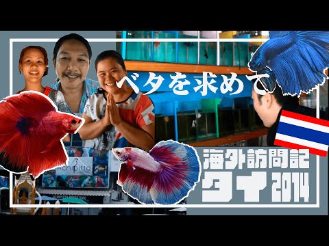 セレクトベタの海外訪問記 高品質なベタを買い付けにタイを駆け巡る Youtube セレクトベタの海外訪問記 高品質なベタを買い付けにタイを駆け巡る Youtube