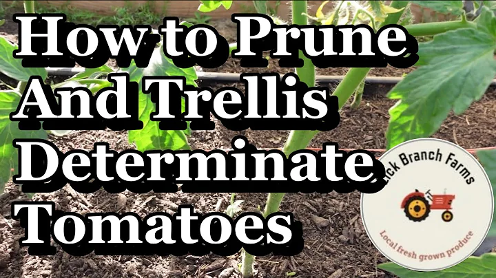 Pruning and Trellising our High tunnel tomatoes