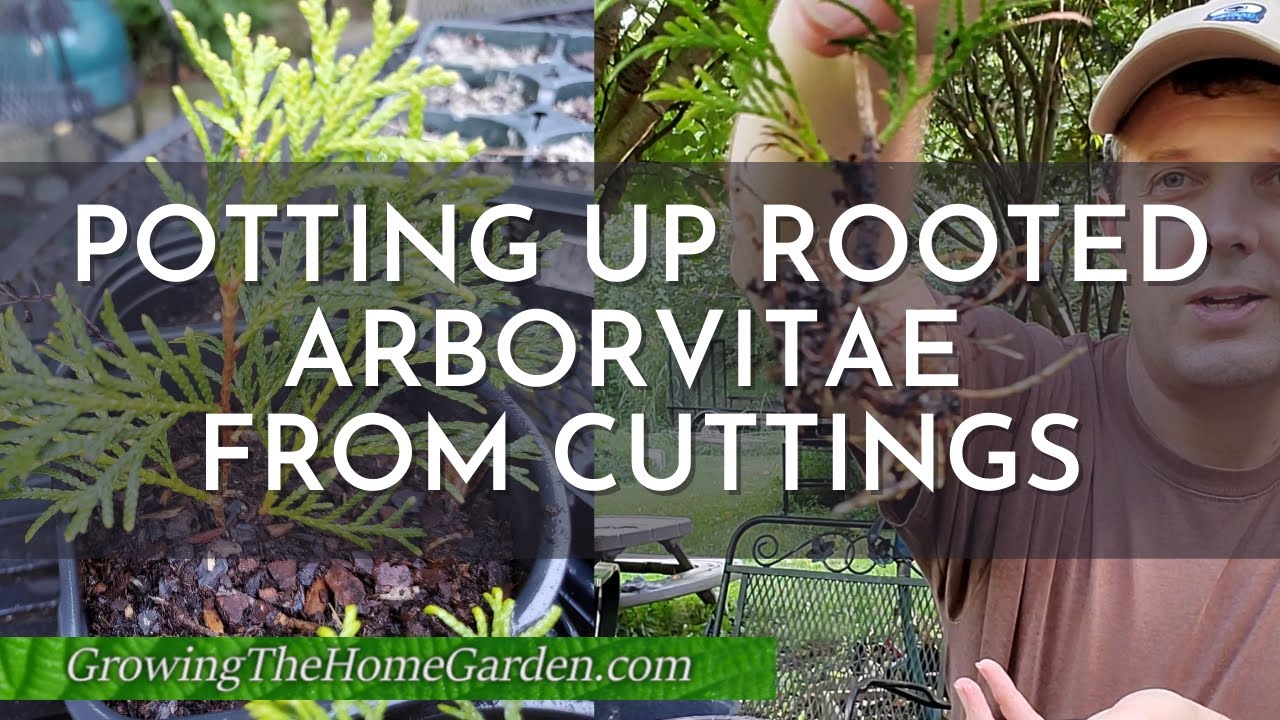 Potting up Rooted Arborvitae Cuttings YouTube