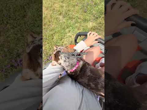 She kept following me all around the yard while I mowed and wouldn’t go inside so this was my only