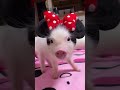 Cute little piggy 🐷#cute #baby #babypig #minipig #kunekunepigs