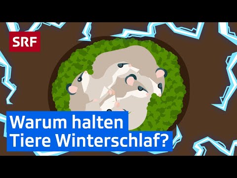 Der Winterschlaf der Tiere für Kinder erklärt | Erklärvideos für Kinder | SRF Kids – Kindervideos