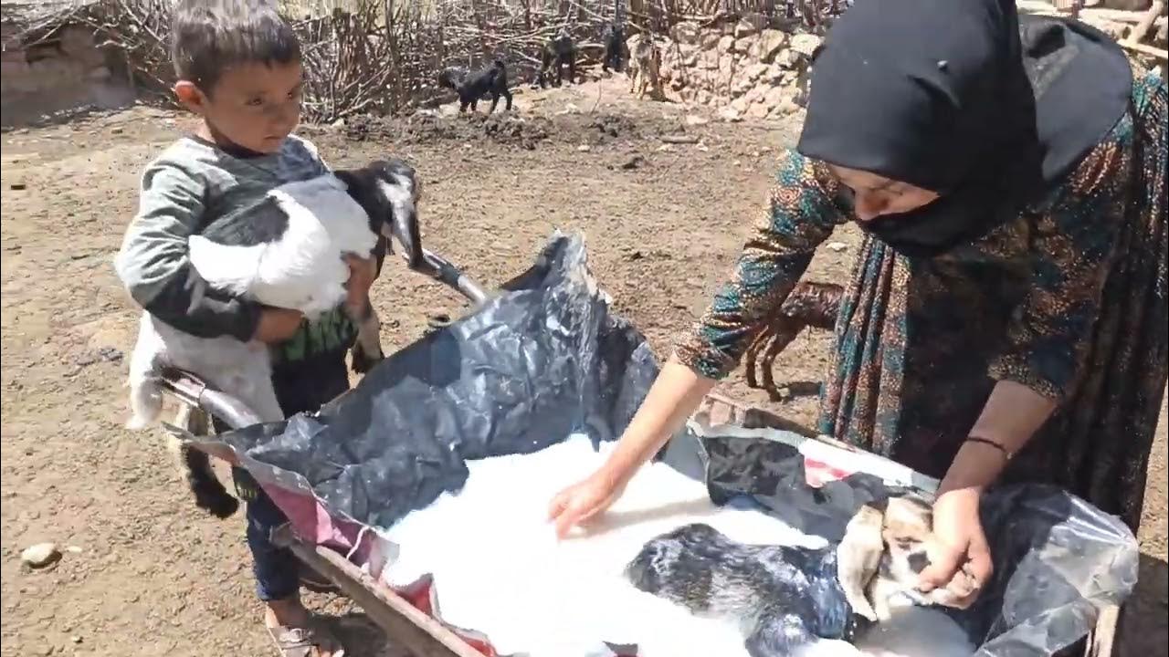 The share of goats to prevent fleas and ticks of banana insects and