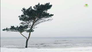 Wonderful Winter Snowstorm Relaxation & Calming Music