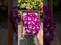 普通の花写真にさよなら！フォトフレームで一気におしゃれに📸✨ Osmo Pocket 4で撮影