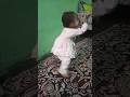 Sheet Lehar Song 🎶 | Cute Baby Dance 💃🕺 | Adorable Baby Lyrics Video 💖