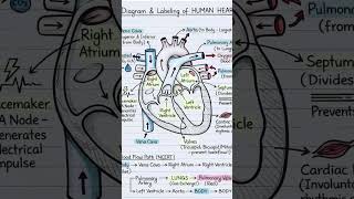 full diagram of heart. #biology #bollywood #entertainment