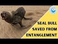 Seal bull saved from entanglement