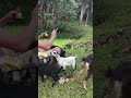 #goat #farming #viralshort #trendingshorts