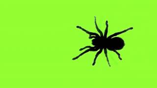 Green Screen SCARY SPIDER Effect
