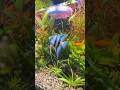 My 30 Day PLANTED AQUARIUM Experiment Changed Everything