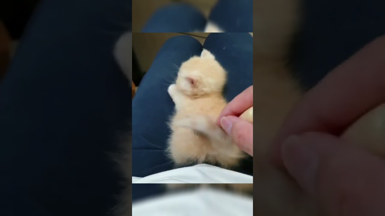 shorts Cat Hair CombCute Kitten YouTube