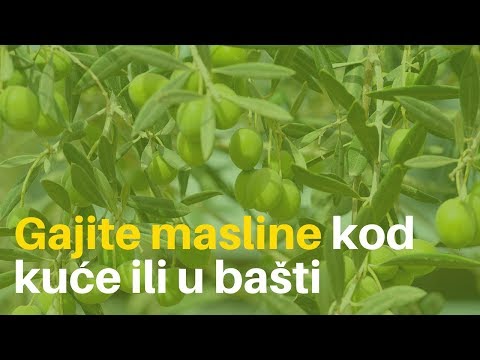 Video: Kako Uzgajati Masline