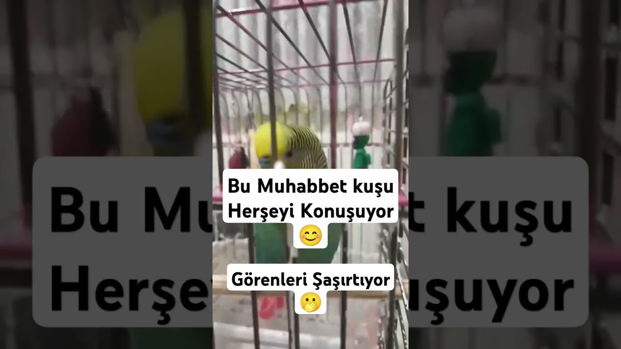 Muhabbet Kuşumla Sohbet 😊 Sizde Kuşunuzun Böyle Konuşmasını İstiyorsanız Kanalımı Ziyaret Edin 🙏