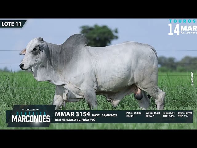 LOTE 11   MMAR 3154