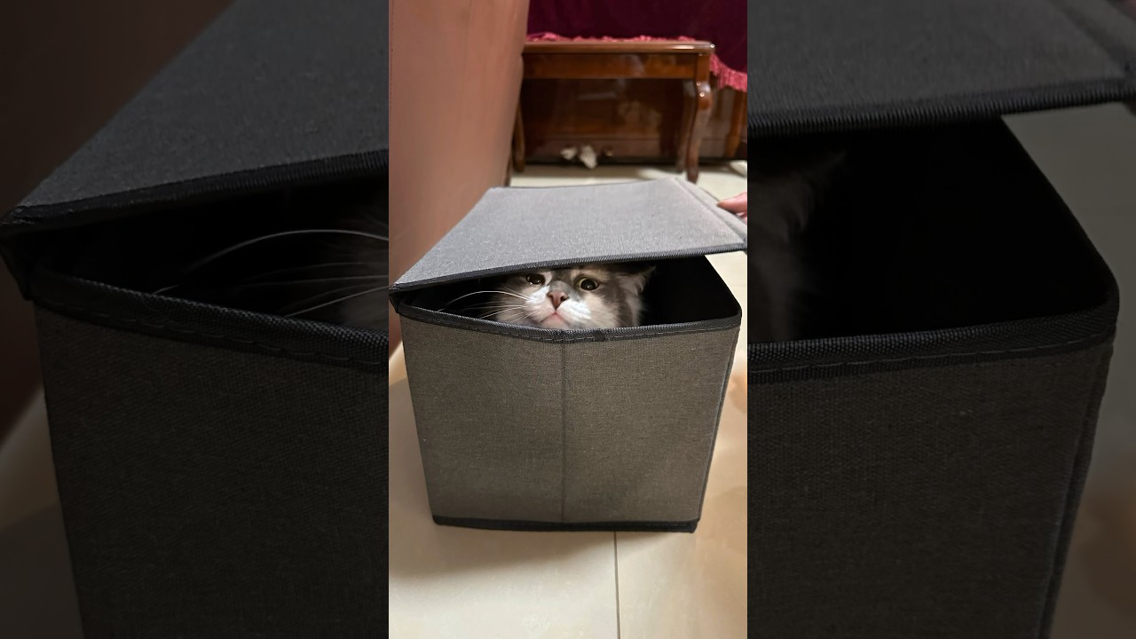 Cat in a box 📦🐱✨