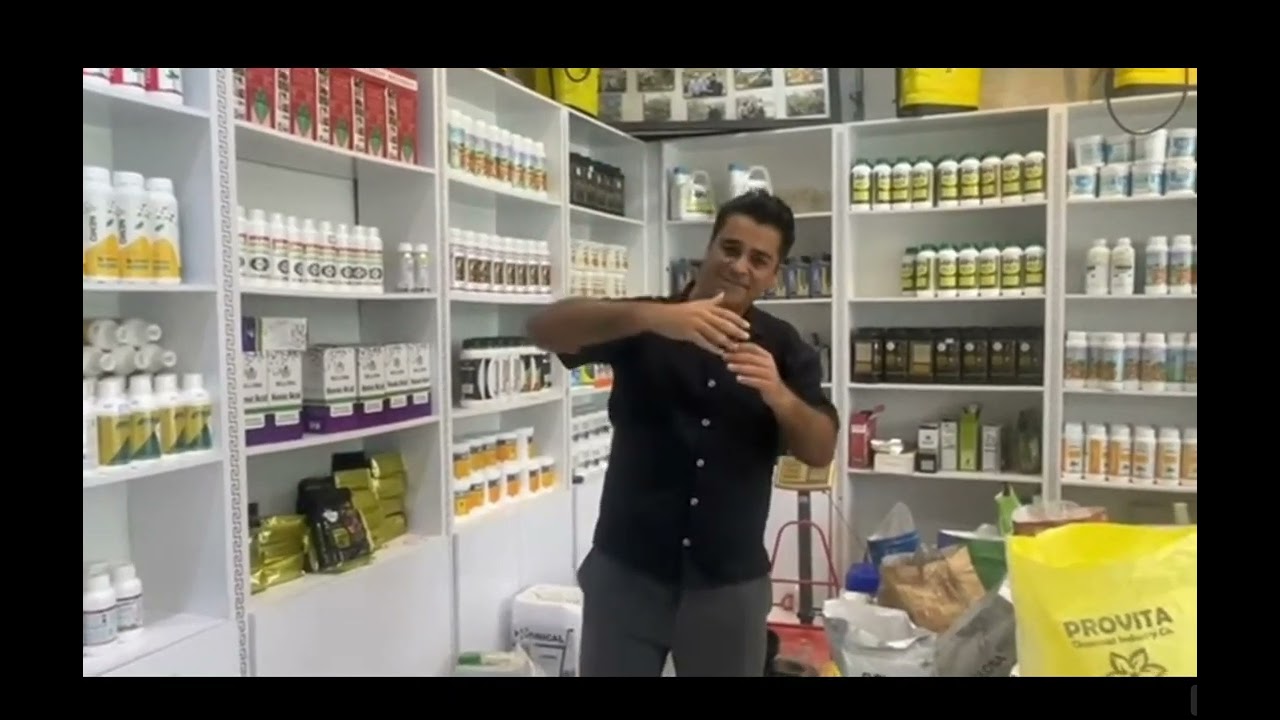 Saffron tissue culture