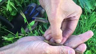 小豆収穫のポイント