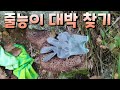 줄능이 찾아서 대박 보기 능이버섯