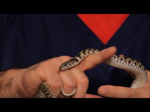 How to Take Care of a Garter Snake | Pet Snakes