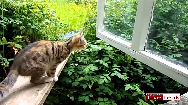 Funny Videos: Stupid people doing stupid things Compilation October 2 || LiveLeak